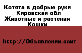 Котята в добрые руки - Кировская обл. Животные и растения » Кошки   